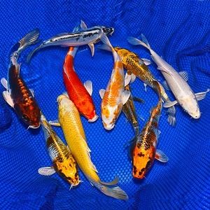 Meet your Posher, Millie